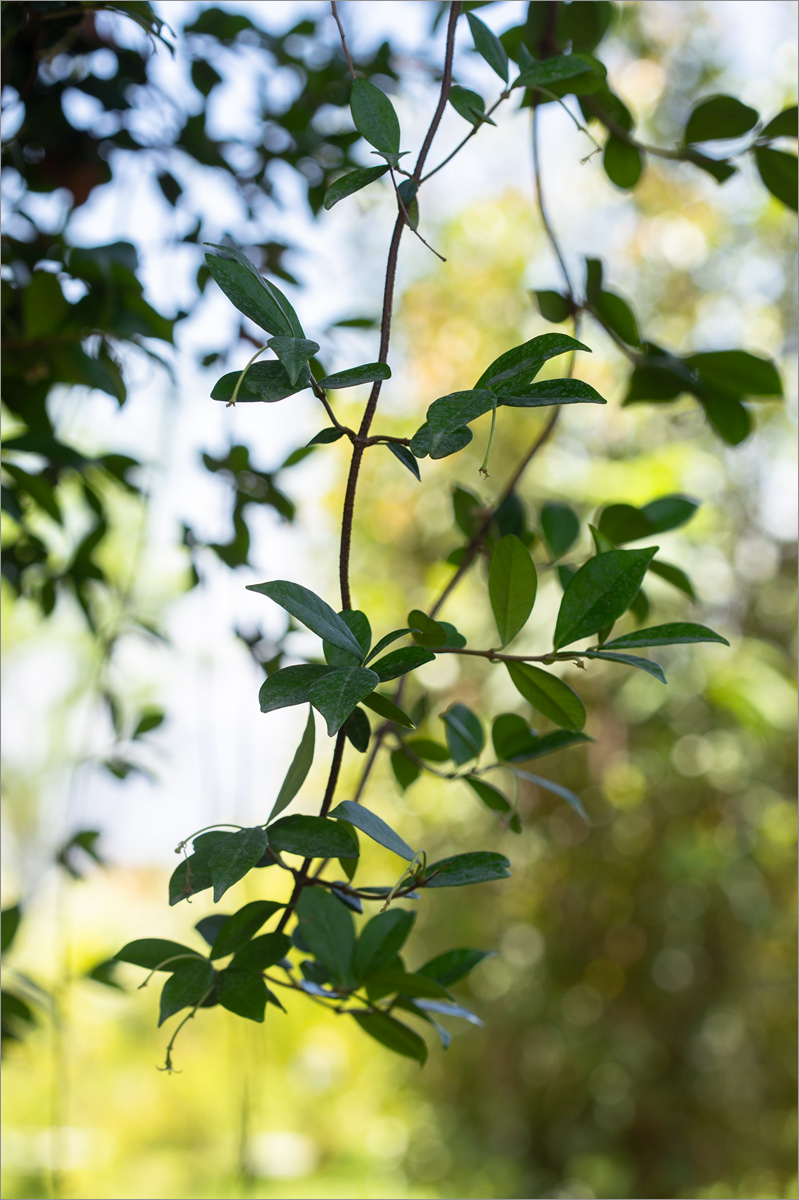 Image of Eucalyptus regnans specimen.