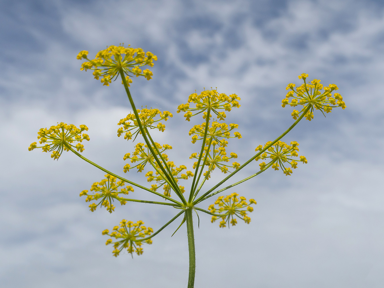 Image of Pastinaca pimpinellifolia specimen.