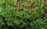 род Bryum