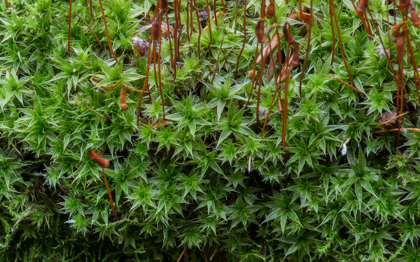 Изображение особи род Bryum.