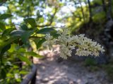 Ligustrum vulgare. Верхушка цветущей веточки с насекомым. Крым, Южный берег, окр. с. Соколиного, Большой Каньон Крыма, дол. р. Аузун-Узень, смешанный лес; возле мостика через овраг. 31.05.2024.