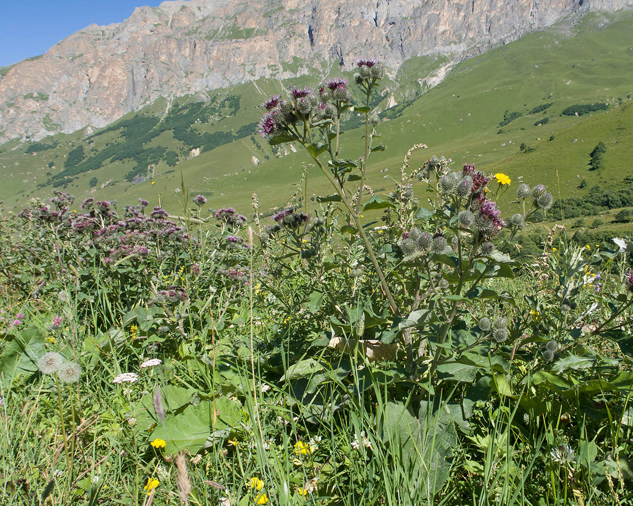 Изображение особи род Arctium.