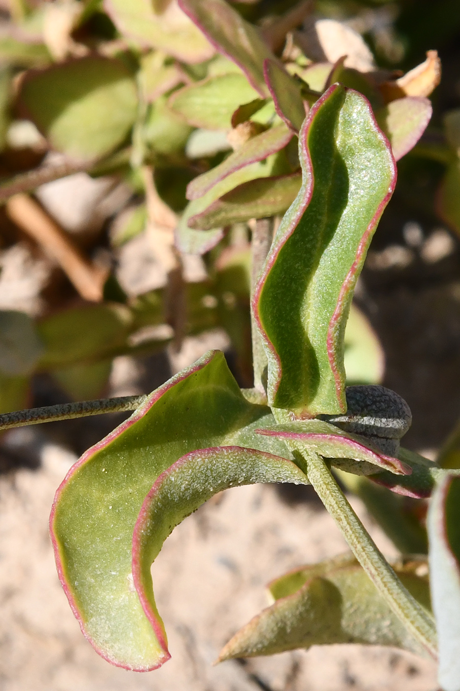 Изображение особи Atriplex aucheri.
