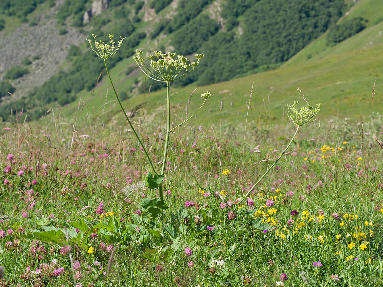 Image of Heracleum sibiricum specimen.