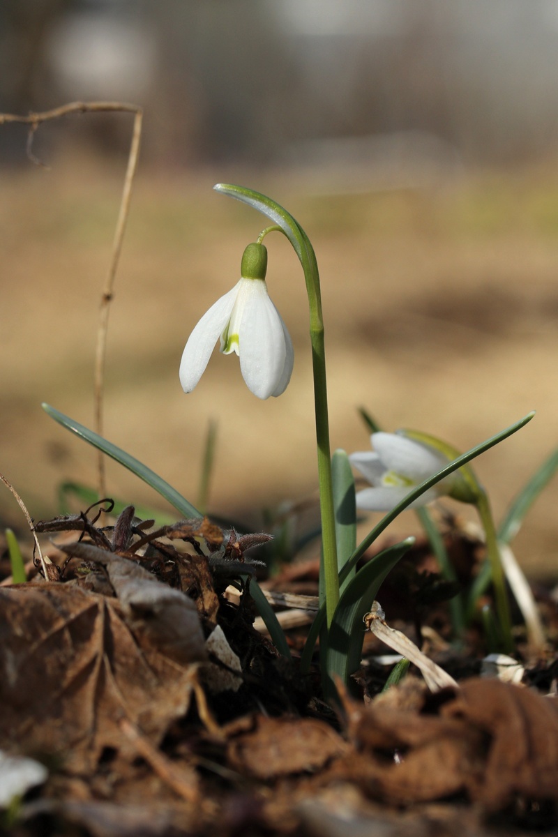 Изображение особи Galanthus nivalis.