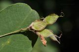 Lespedeza bicolor