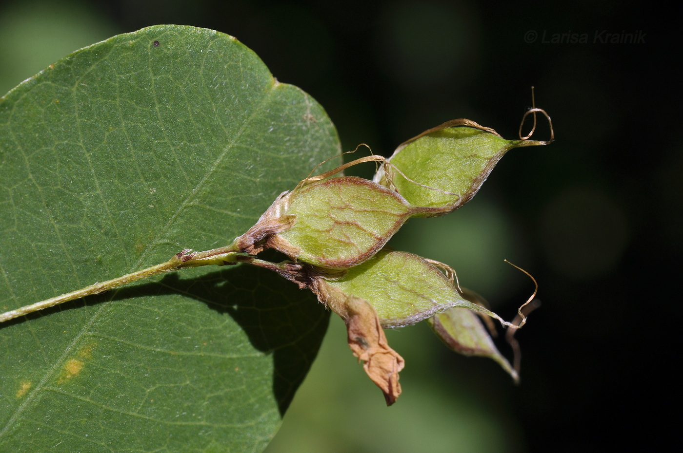 Image of Lespedeza bicolor specimen.