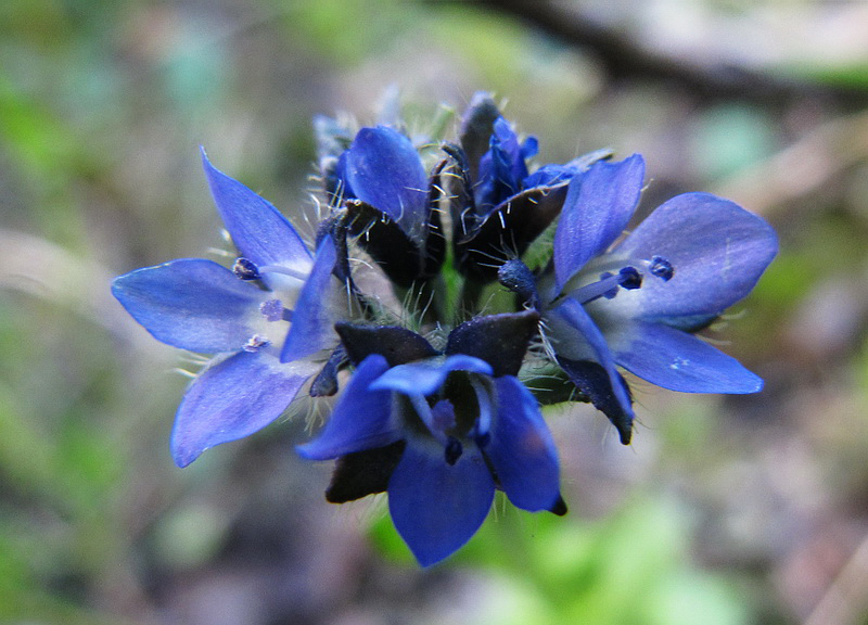 Image of Veronica alpina specimen.