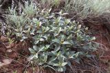 Nepeta ucranica