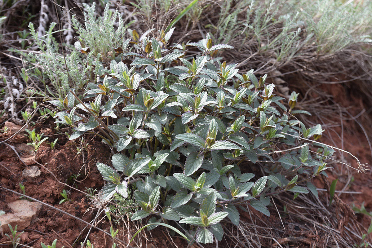Изображение особи Nepeta ucranica.
