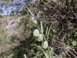 Fritillaria olgae. Верхушка цветущего растения. Узбекистан, Джизакская обл., хр. Нуратау, Нуратинский запов., скальный массив Паррандас, заросли кустарников, ок. 1400 м н.у.м. 02.05.2025.