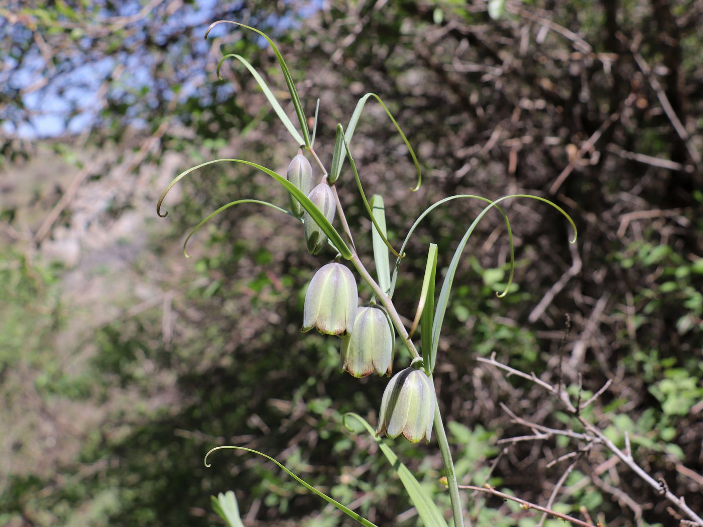 Изображение особи Fritillaria olgae.
