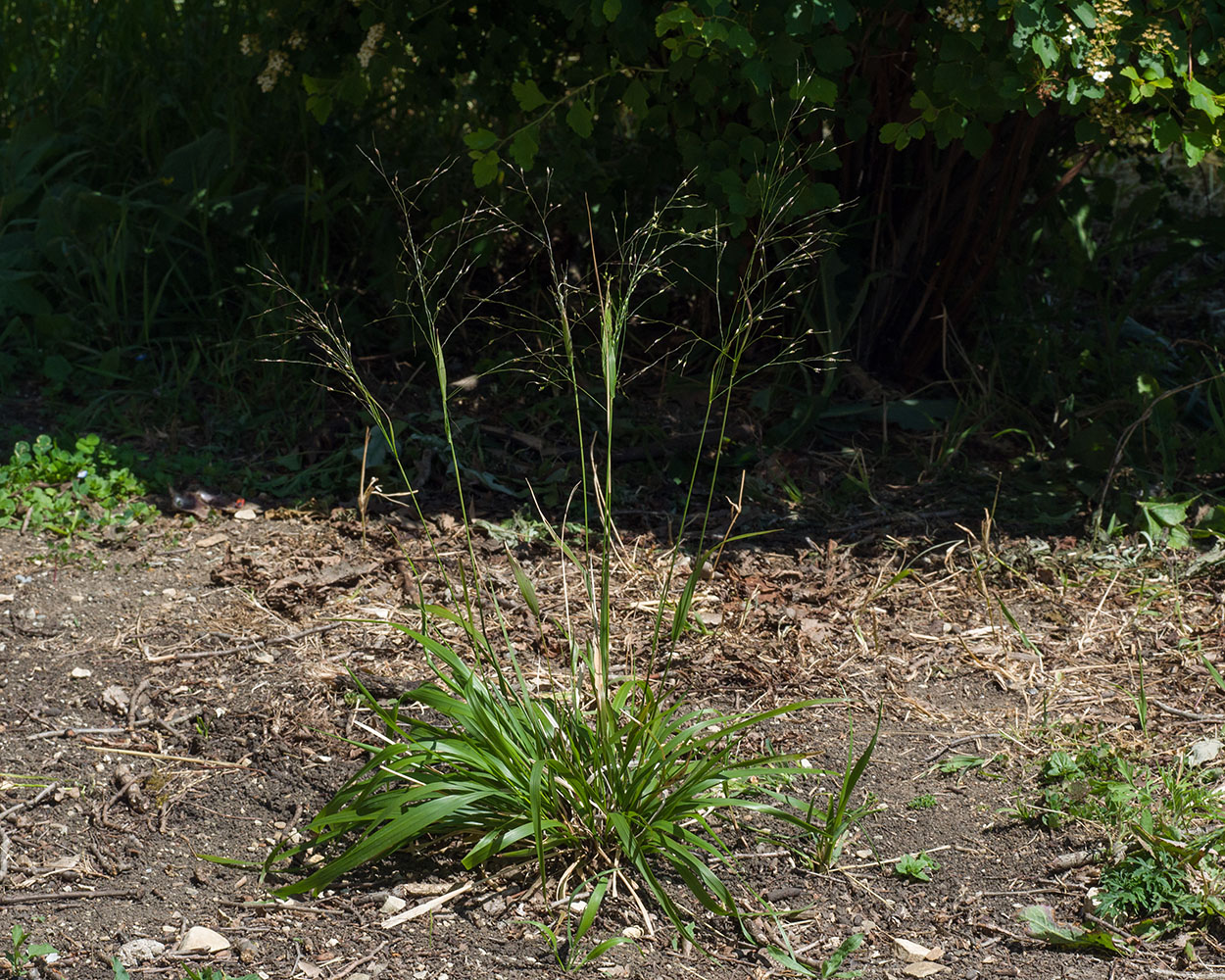 Image of Achnatherum virescens specimen.