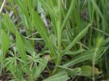 genus Centaurea