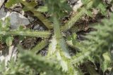 Carduus hamulosus. Прикорневая часть растения с основаниями листьев. Крым, Бахчисарайский р-н, окр. с. Танковое, берег водохранилища, известняковый склон. 05.06.2025.