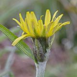 genus Scorzonera