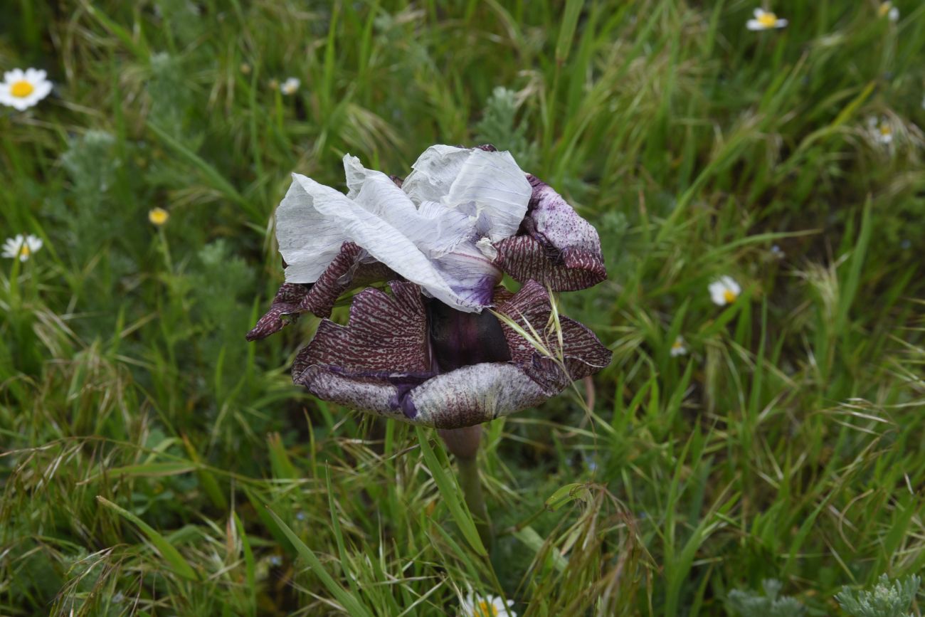 Image of Iris elegantissima specimen.