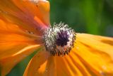 род Papaver