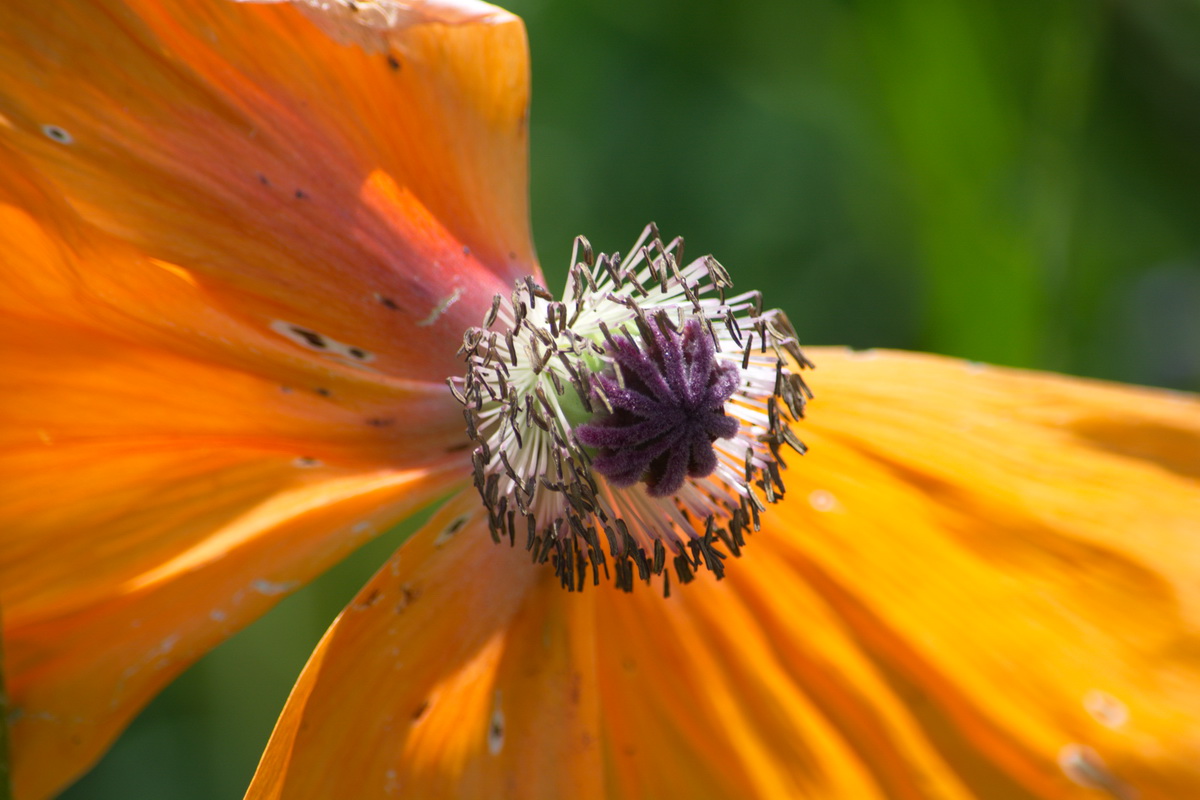 Image of genus Papaver specimen.