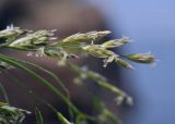 семейство Poaceae. Часть соцветия. Приморский край, Владивостокский ГО, о. Клыкова, терраса над каменистой береговой полосой. 07.07.2025.