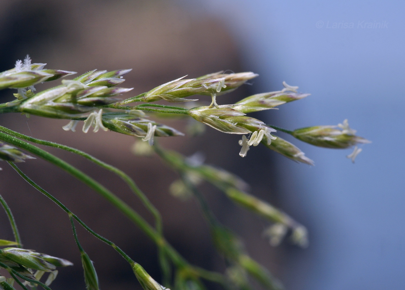 Image of familia Poaceae specimen.