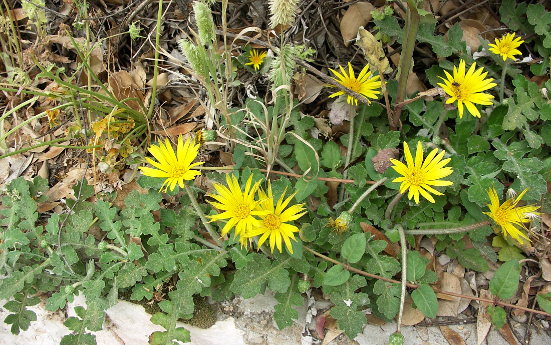 Image of Arctotheca prostrata specimen.