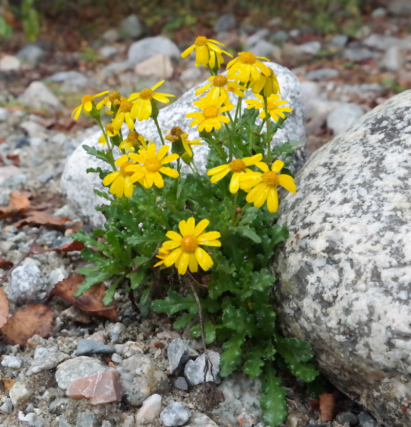 Image of Senecio sosnovskyi specimen.