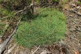 Dianthus borussicus. Растение с развивающимися цветоносами (вокруг и сверху - опавшая хвоя Pinus sylvestris). Витебская обл., окр. дер. Сурмино, оз, сухой кустарничково-зеленомошно-лишайниковый сосняк на песке, на зарастающей вырубке. 14.06.2025.