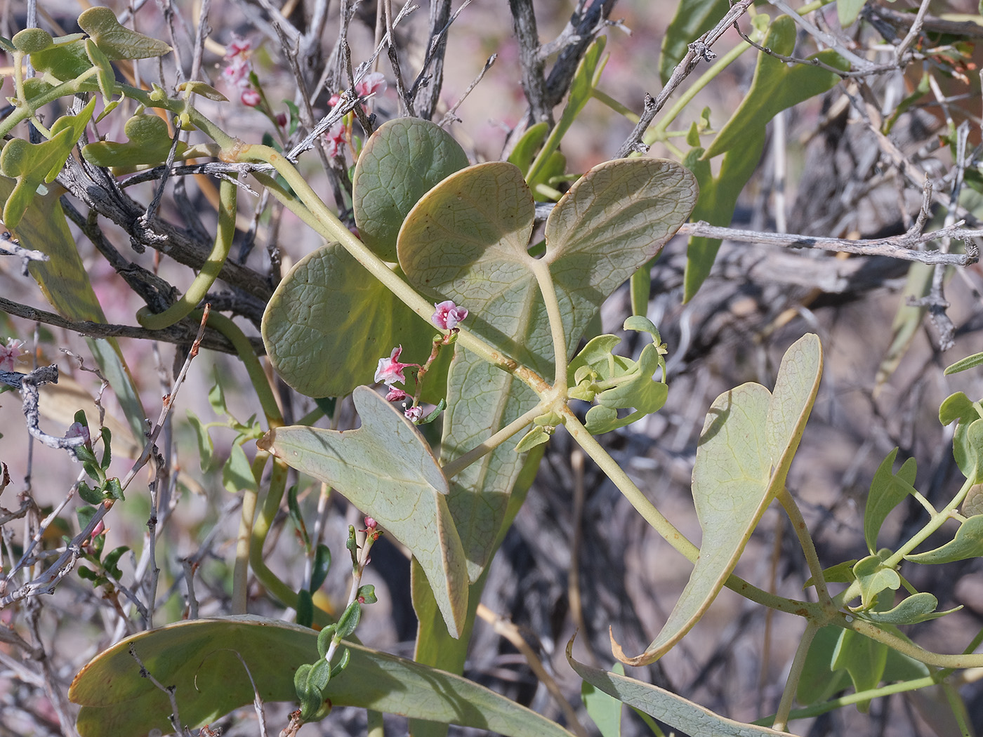 Image of Cynanchum sibiricum specimen.