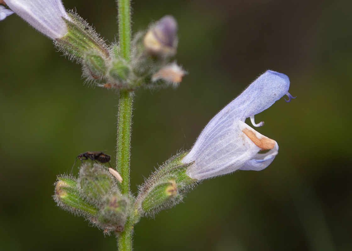 Изображение особи Salvia fruticosa.