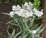 Anaphalis margaritacea. Верхушка цветущего растения. Московская обл., ГО Подольск, мкр-н Климовск, клумба. 28.08.2025.