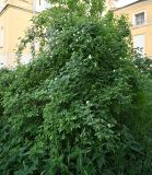 Изображение особи. Автор - Григорий Токарев