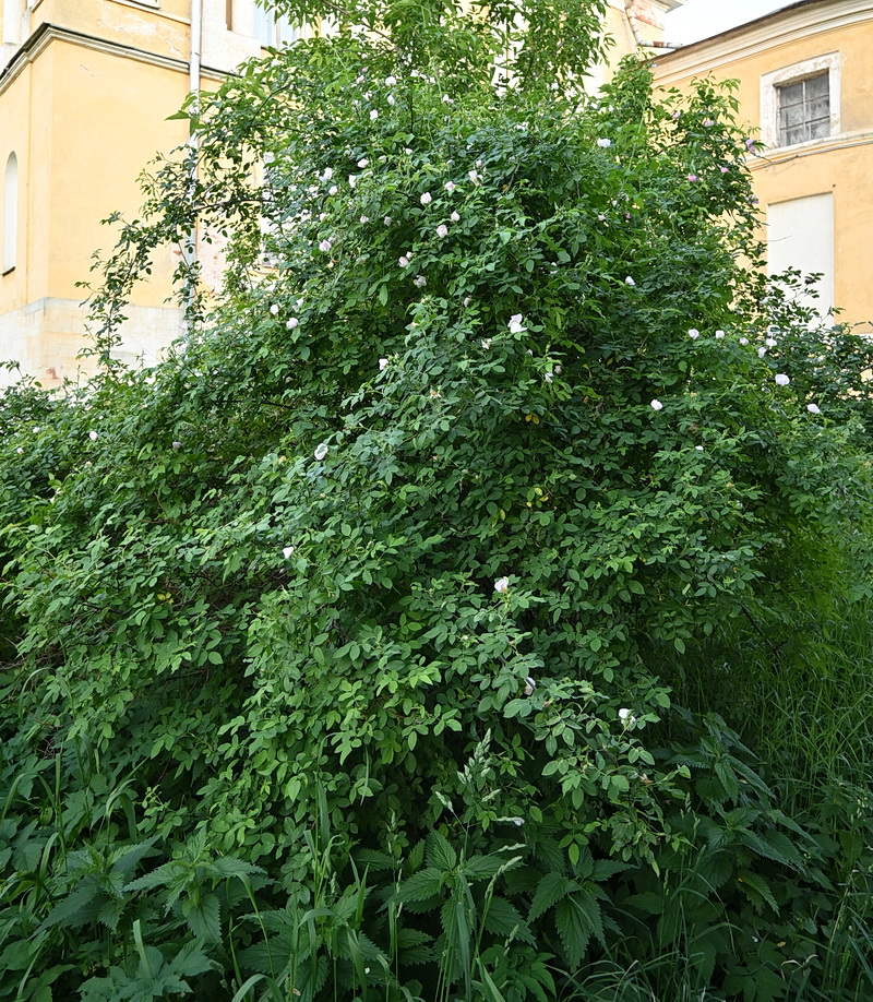 Изображение особи род Rosa.