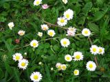 Bellis perennis