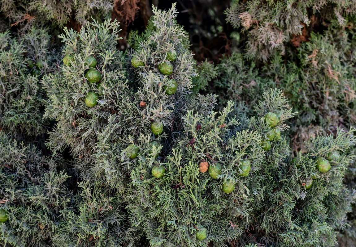 Image of Cupressus sempervirens specimen.