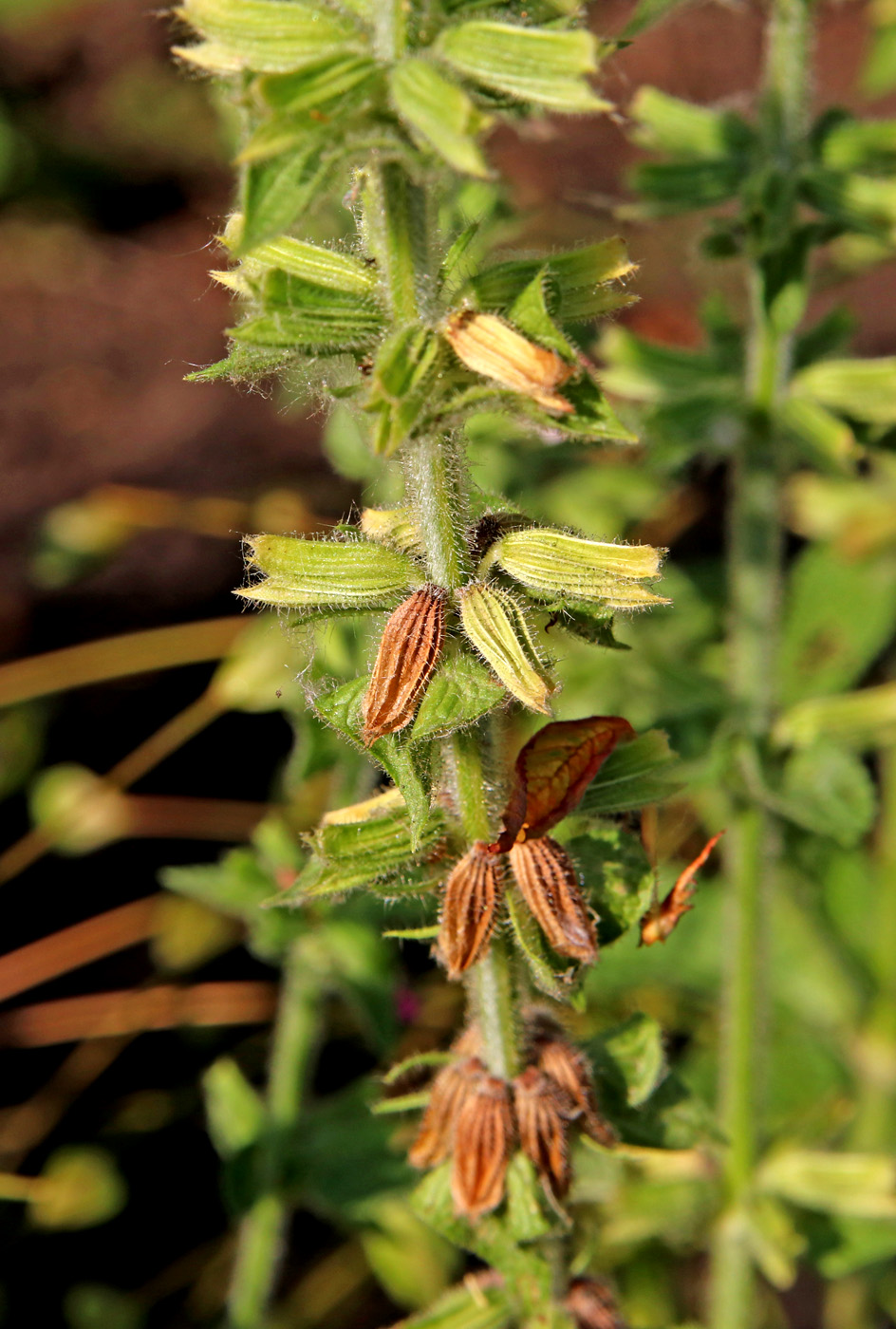 Image of Salvia viridis specimen.