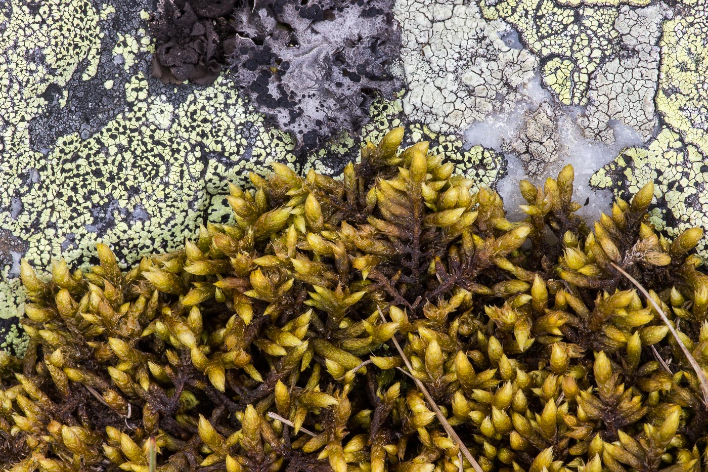 Изображение особи Rhytidium rugosum.