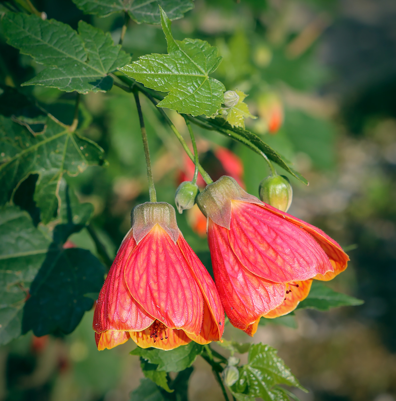 Изображение особи Abutilon pictum.