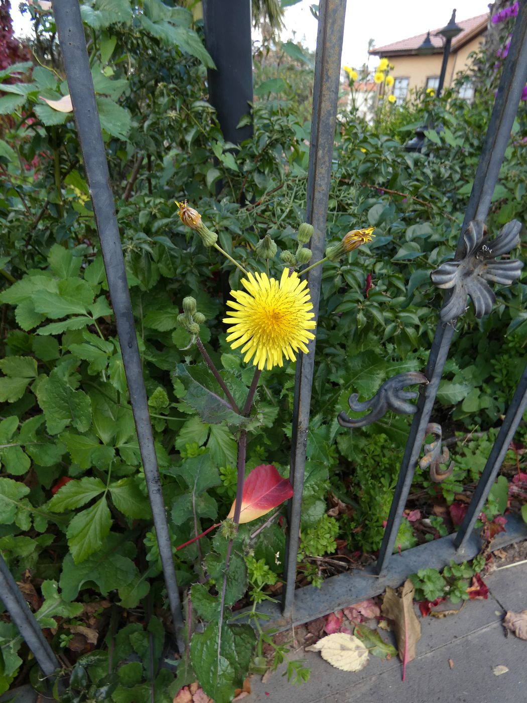 Изображение особи Sonchus oleraceus.