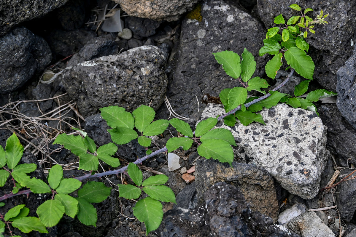 Изображение особи Rubus ulmifolius.