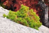род Pinus. Молодое растение. Китай, пров. Шэньси, национальный парк \"Хуашань\", ≈ 2000 м н.у.м., скала. 13.10.2025.
