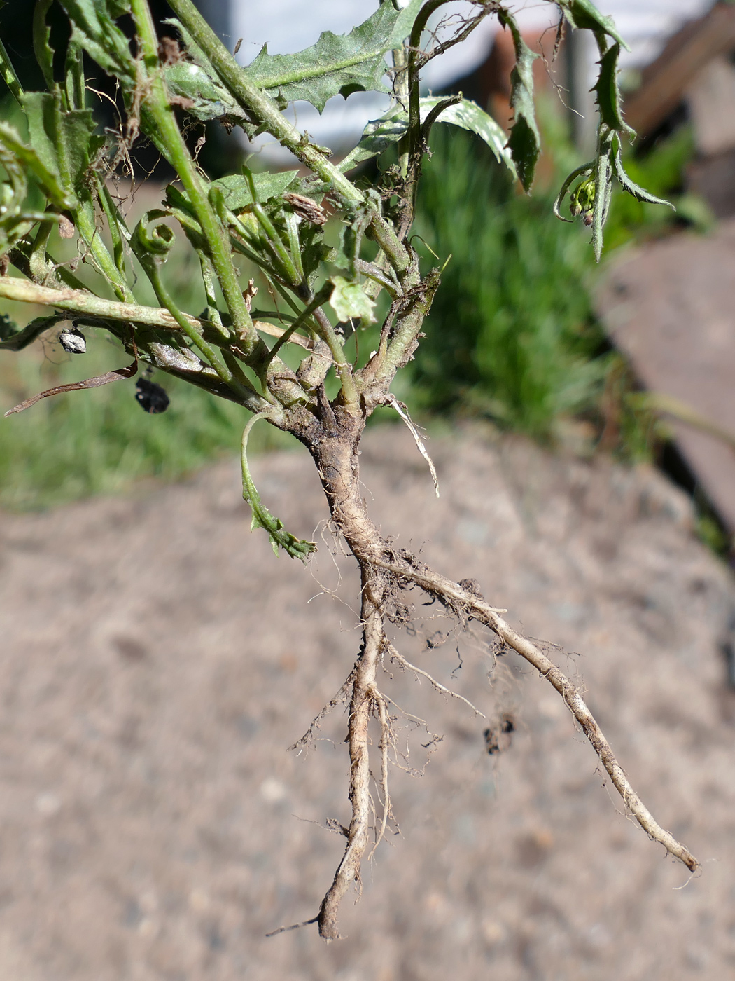 Image of Capsella bursa-pastoris specimen.