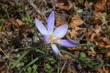 Crocus speciosus. Цветок. Крым, Южный берег, гора Парагельмен, лиственный лес 20.10.2025.