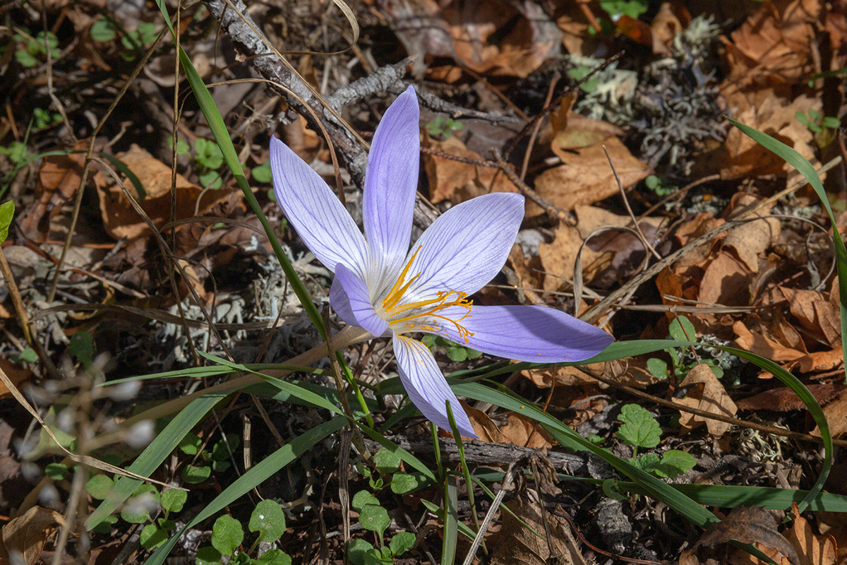 Изображение особи Crocus speciosus.