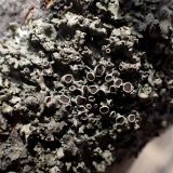 division Ascomycota. Часть таллома с апотециями. Хабаровский край, г. Комсомольск-на-Амуре, берег ручья Тёплый ключ, на стволе засыхающей Malus baccata. 14.04.2026.