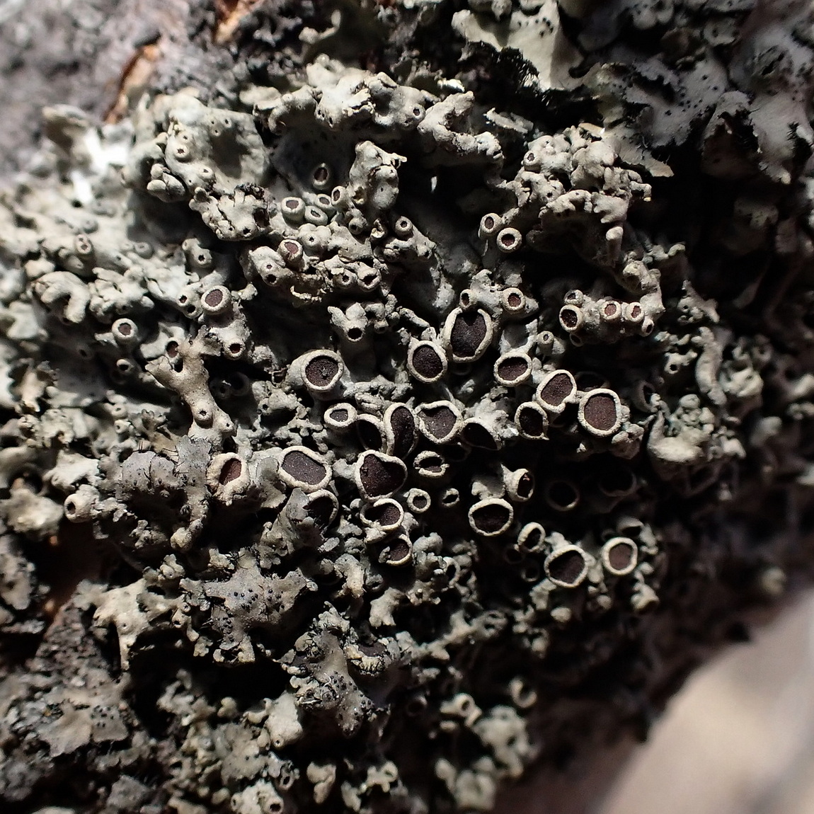 Image of genus Phaeophyscia specimen.