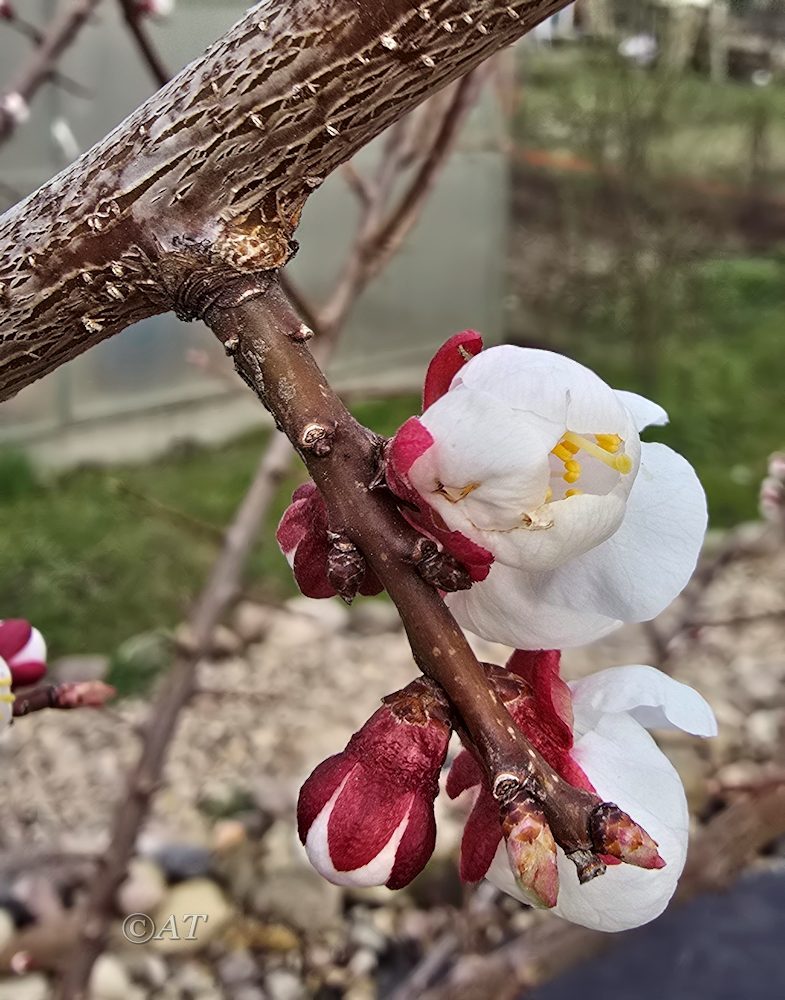 Image of Armeniaca vulgaris specimen.