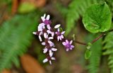 Pericallis aurita