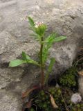 Centranthus calcitrapae. Цветущее растение. Южный Берег Крыма, пос. Симеиз, гора Кошка. 2 мая 2011 г.