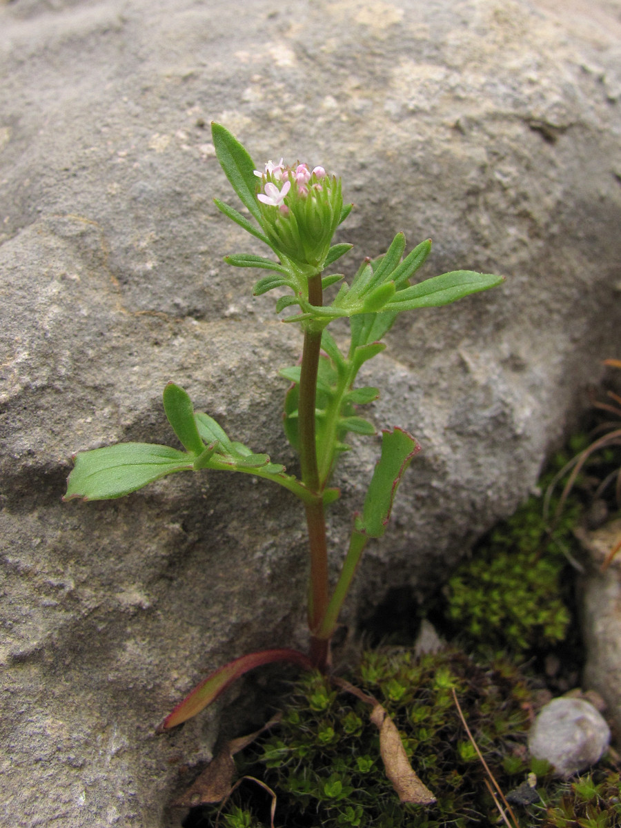 Image of Centranthus calcitrapae specimen.